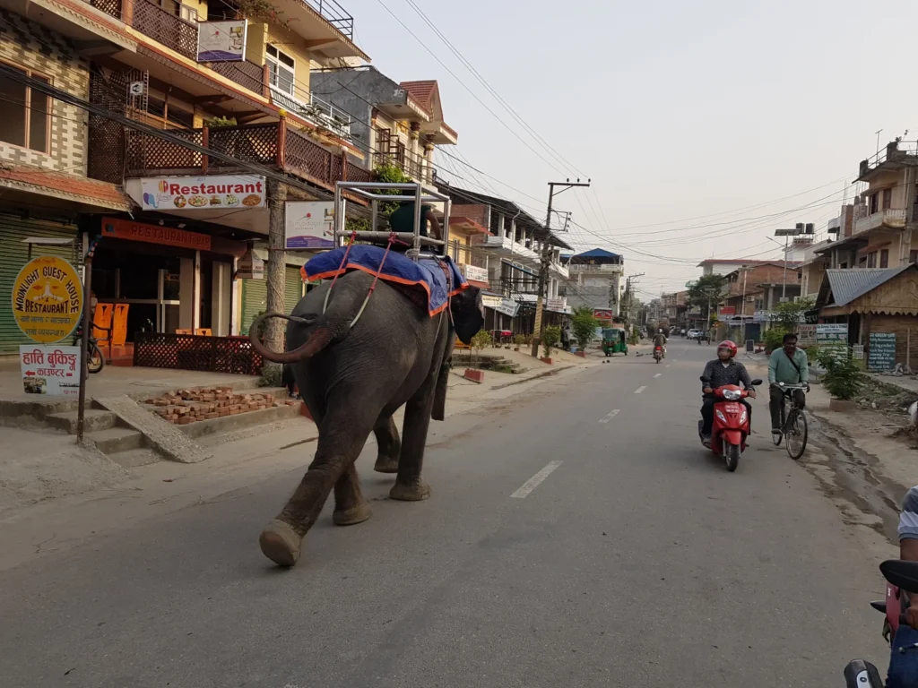 Národný park Chitwan - džungľa nájdete i v uliciach.